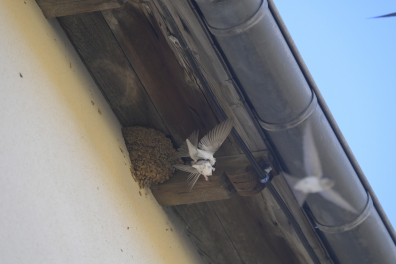 Hirondelles - Hirondelles de fenêtre s'envolant du nid (Delichon urbica)
